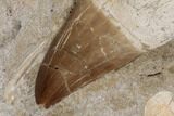 Fossil Rooted Mosasaur (Prognathodon) Tooth In Rock- Morocco #192524-1